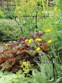 Essex Plant Supports -Gardeners 37423 280 tif