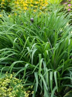 Jardin Bird Cage Support, 26" -Gardeners 39 521 0073 tif