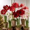Premium Amaryllis Bulb 2 Premium Amaryllis Bulb -Gardeners 39 733 2021 04 tif