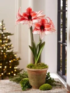 Premium Amaryllis Bulb 16 Premium Amaryllis Bulb -Gardeners 39 733 Charisma 2021 08 tif
