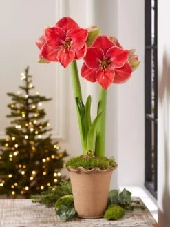 Premium Amaryllis Bulb 12 Premium Amaryllis Bulb -Gardeners 39 733 MagicalTouch 2021 10 tif