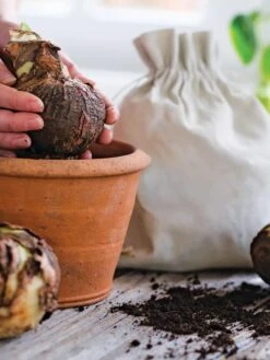 Premium Amaryllis Bulb 17 Premium Amaryllis Bulb -Gardeners 39 733 bagged 2020 05000 tif