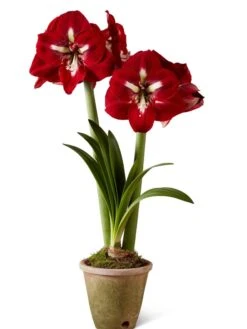 Premium Amaryllis Bulb 14 Premium Amaryllis Bulb -Gardeners 39733 2020 2002 silo tif