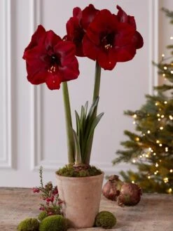 Premium Amaryllis Bulb 15 Premium Amaryllis Bulb -Gardeners 39733 2020 2004 tif