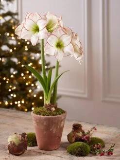 Premium Amaryllis Bulb 13 Premium Amaryllis Bulb -Gardeners 39733 2020 2006 tif