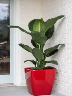 Viva Square Self-Watering Rolling Planter, 20" Diameter, Set Of 2 -Gardeners 3 4 crop 8612930 0032 tif