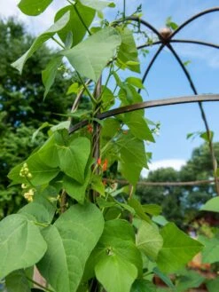 Jardin Tower 10 Jardin Tower -Gardeners 3 4 crop 8612997 0058