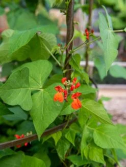 Jardin Tower 11 Jardin Tower -Gardeners 3 4 crop 8612997 0059