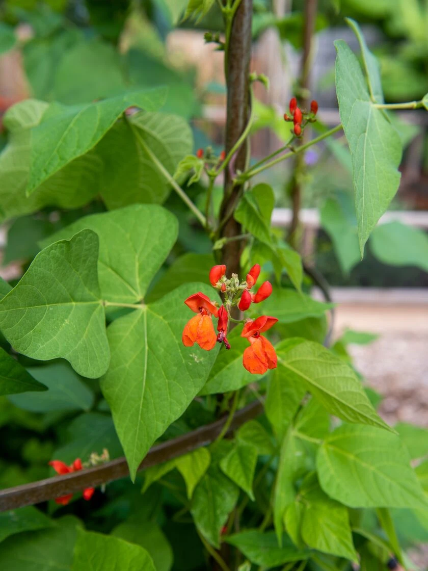 Jardin Tower 6 Jardin Tower - Image 4