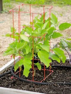 Pepper And Eggplant Cages, Set Of 3 -Gardeners 8587048 103 tif