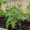 Pepper And Eggplant Cages, Set Of 3 -Gardeners 8587048 1073 tif