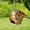 Oriole Jelly Feeder -Gardeners 8587472 002 tif