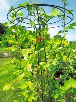 Essex Tuteur, 78" -Gardeners 8587861 100 tif