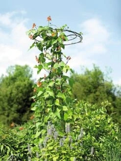 Essex Tuteur, 78" -Gardeners 8587861 4160 tif