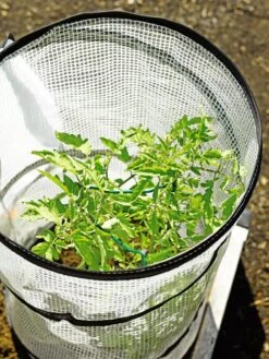 Pop-Up Tomato Accelerator -Gardeners 8589749 4176 tif