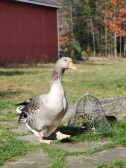 Chicken Wire Cloche -Gardeners 8590210 01IN tif
