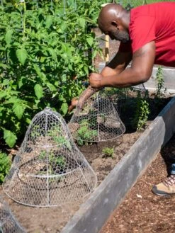 Chicken Wire Cloche With Extension -Gardeners 8590210 0442 tif