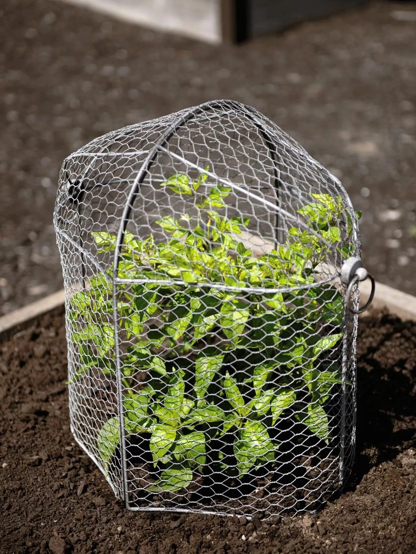 3-in-1 Chicken Wire Cloche 4 3-in-1 Chicken Wire Cloche - Image 2