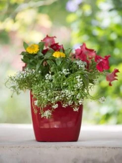 Viva Square Self-Watering Planter, 7" Diameter -Gardeners 8595223 1111 tif