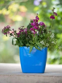 Viva Square Self-Watering Planter, 7" Diameter -Gardeners 8595223 1113 tif