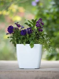 Viva Square Self-Watering Planter, 7" Diameter -Gardeners 8595223 1118 tif