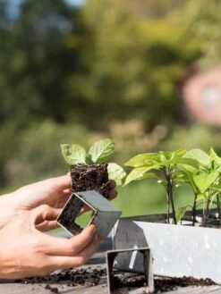 Galvanized Seed Starting Tray -Gardeners 8595893 4382 tif