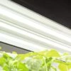 LED SunLite® High Intensity Fixture -Gardeners 8596021 3125 tif