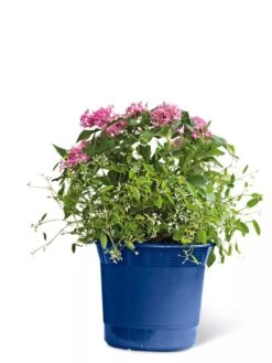 Eezy Gro Self-Watering Planters -Gardeners 8596425 103 tif