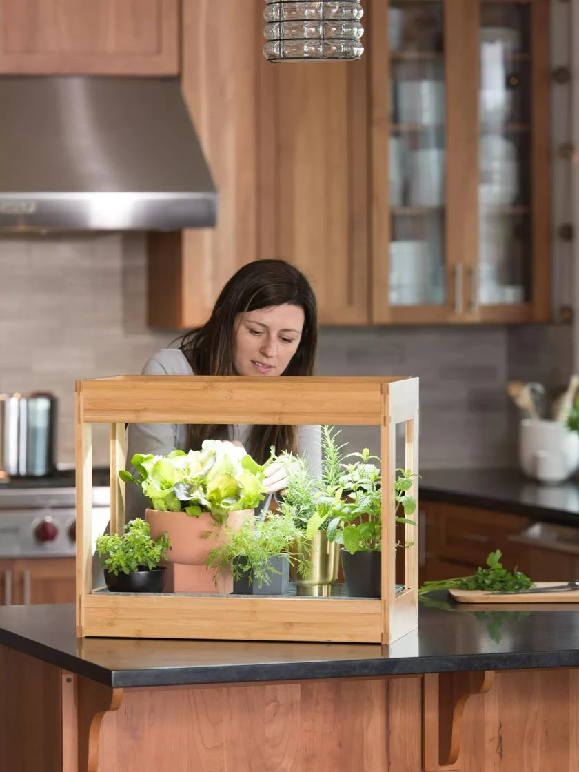 Bamboo Mini LED Grow Light Garden 5 Bamboo Mini LED Grow Light Garden - Image 4