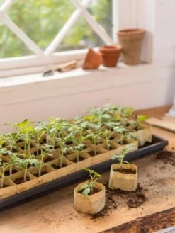 Paper Pots, 50 Cell -Gardeners 8599830 0502 paper pots 50 cell tif