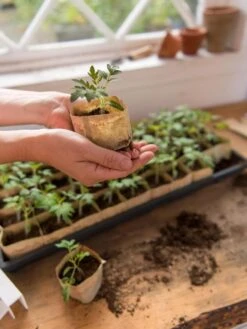 Paper Pots, 50 Cell -Gardeners 8599830 0507 tif