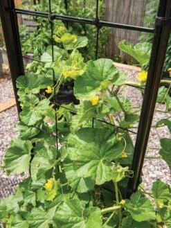 Gardener’s Victory Self-Watering Planter With Vine Trellis -Gardeners 8600176 6853