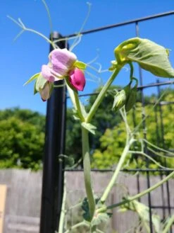 Gardener’s Victory Self-Watering Planter With Vine Trellis -Gardeners 8600177 6588 tif