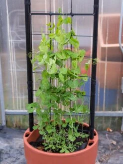 Gardener’s Victory Self-Watering Planter With Vine Trellis -Gardeners 8600178 5000 tif