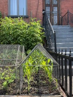 Chicken Wire Crop Coop 25 Chicken Wire Crop Coop -Gardeners 8609080 02CUST tif