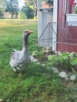 Chicken Wire Crop Coop 23 Chicken Wire Crop Coop -Gardeners 8609080 02IN tif