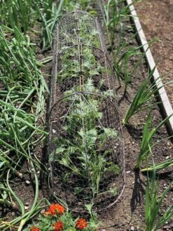 Chicken Wire Row Cloche Expandable Extra Large 3N1 -Gardeners 8609412 5903 tif