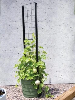 Gardener’s Victory Self-Watering Planter With Vine Trellis -Gardeners 8610238 15487 tif