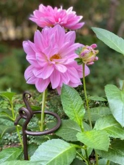 Arden Single Stem Supports, Set Of 2 -Gardeners 8610375 5703 tif