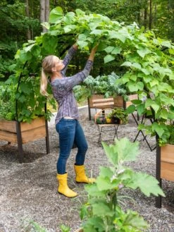 2’ X 8’ Arch Trellis For Planter Boxes 15 2’ X 8’ Arch Trellis For Planter Boxes -Gardeners 8610798 050 tif