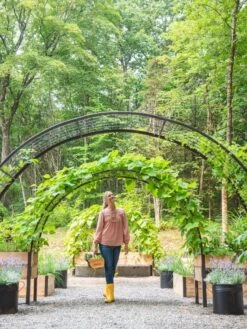 2’ X 8’ Arch Trellis For Planter Boxes 14 2’ X 8’ Arch Trellis For Planter Boxes -Gardeners 8610798 071 tif