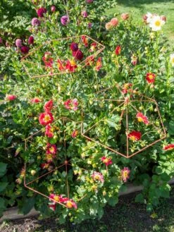 Parasol Plant Supports, Set Of 3 -Gardeners 8611129 050 tif