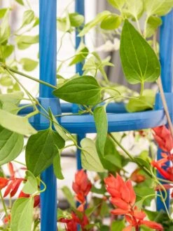 Fleur De Lis Obelisk, 67" -Gardeners 8611663 0607 tif