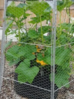 Chicken Wire Super Dome -Gardeners 8611977 4956 tif