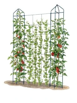 Zenith Trellis -Gardeners 8612036 art tif
