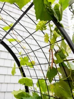 2’ X 4’ Arch Trellis For Planter Boxes -Gardeners 8612976 0436