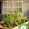 Tomato Six Pack Support -Gardeners 8613143 23