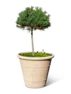 Self-Watering LavaStone® Anson Pot -Gardeners 8613256 0138