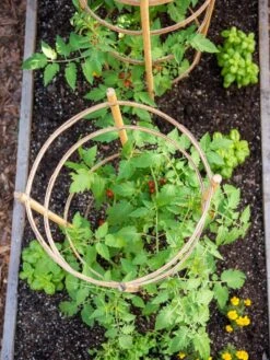 Bamboo Tomato Cages, Set Of 3 -Gardeners 8613426 6921