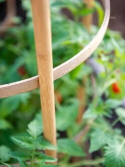 Bamboo Tomato Cages, Set Of 3 -Gardeners 8613426 6924